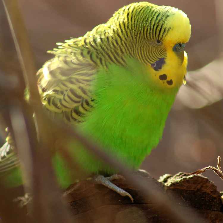 Wilder Wellensittich