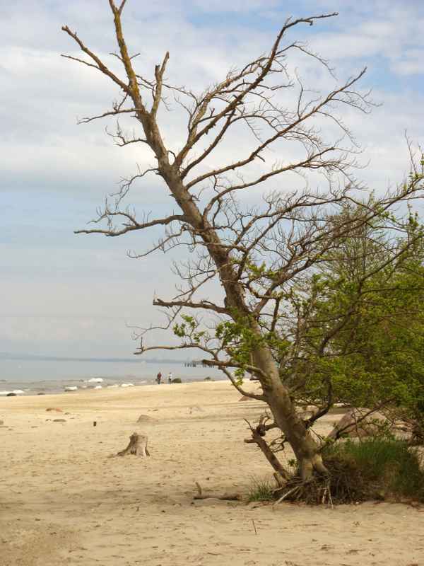 Kampf ums Überleben 1