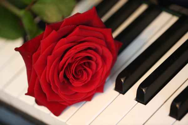 Rose auf der Tasten