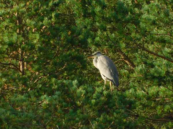 Fischreiher in Norwegen