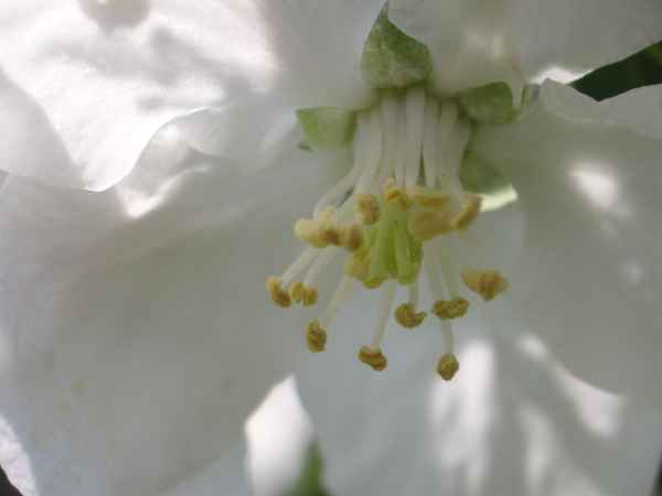 Apfelblüte