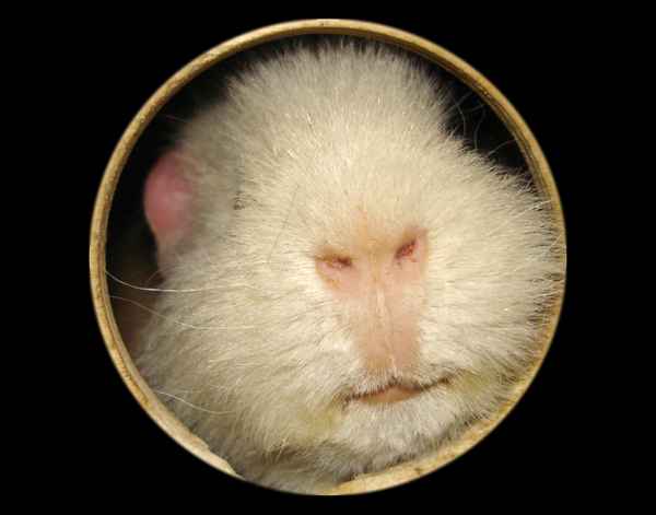 Meerschwein
