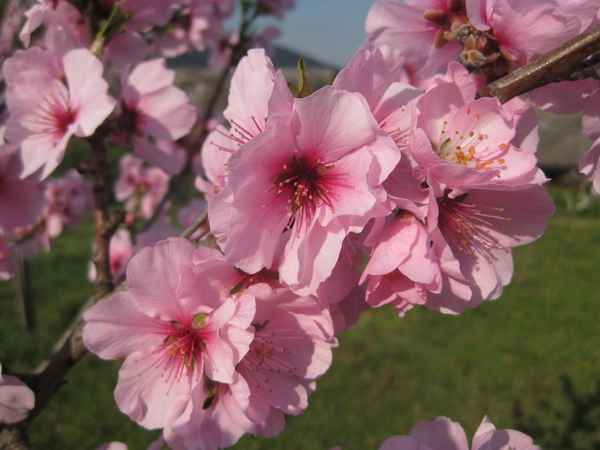 Mandelblüte