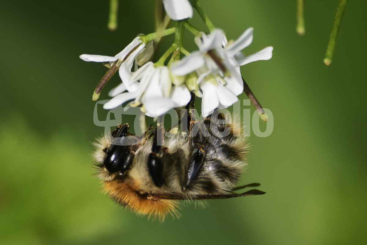 unbestimmte Wildbiene