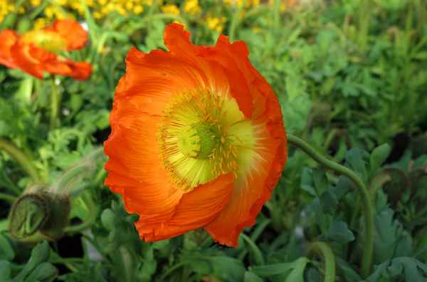 Mohnblüte in Orange