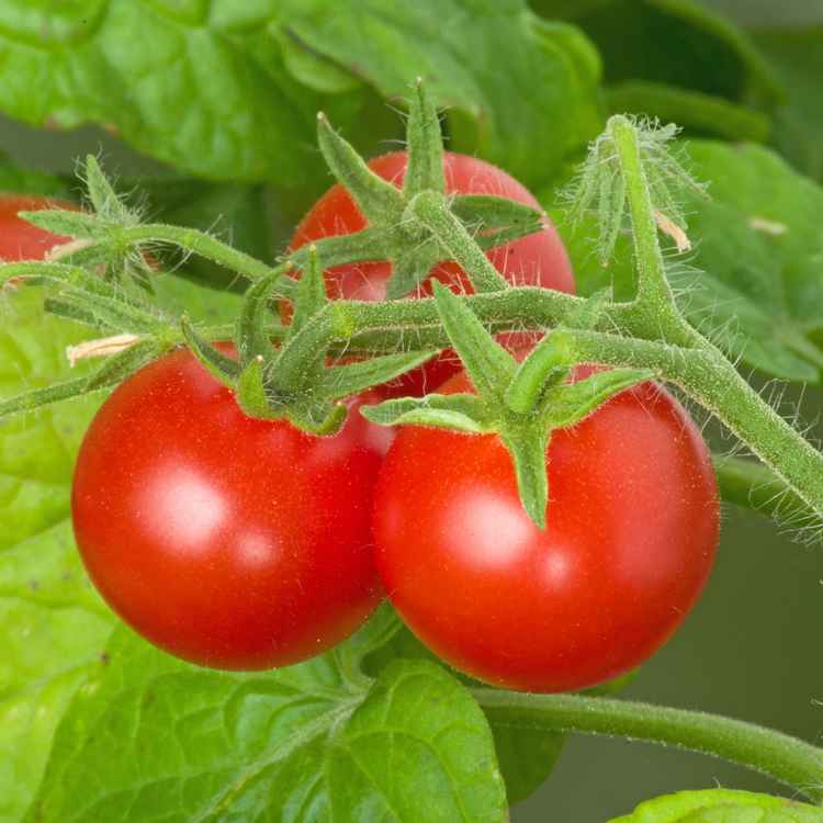 Tomaten