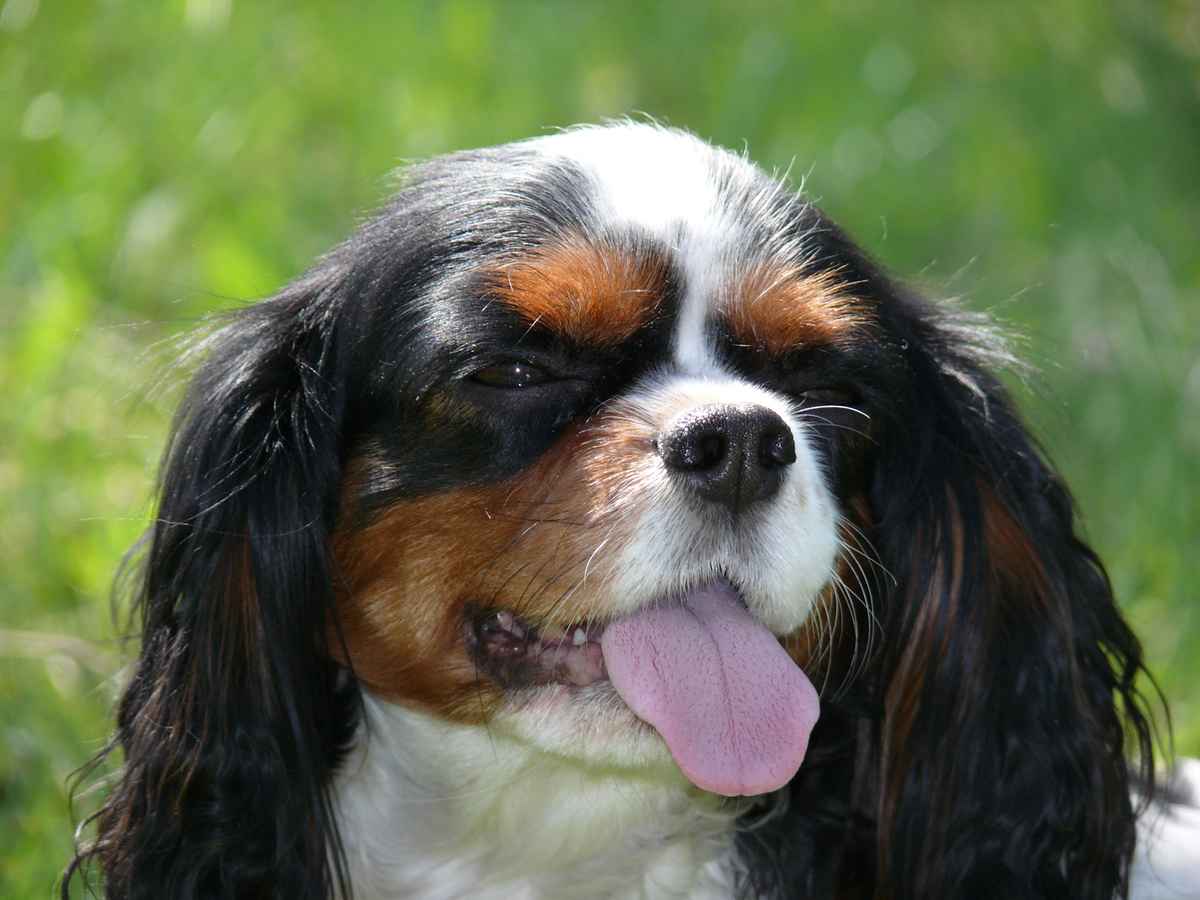 cavalier king charles spaniel