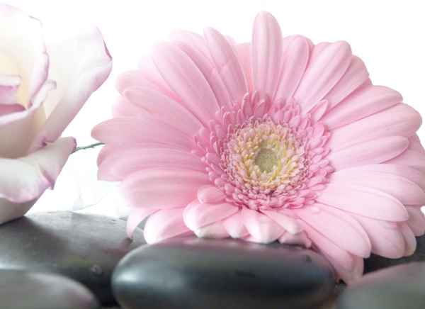 Wellness 1