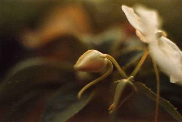 Blume -Blüte