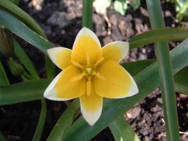 Wildtulpe