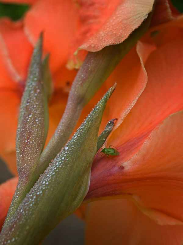 perlendes orangefarbenes blütensorbet