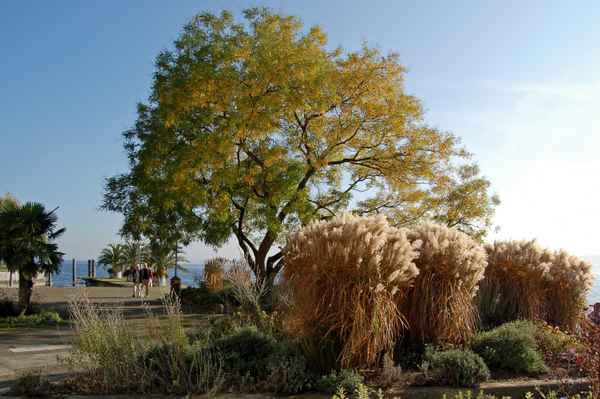Herbst an der Promenade