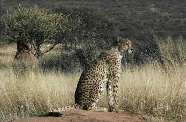 Gepard