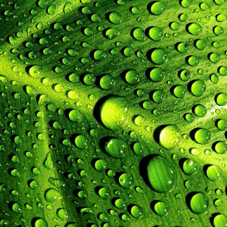Blatt mit Wassertropfen