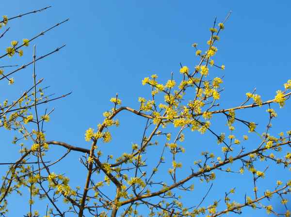 Hamamelis