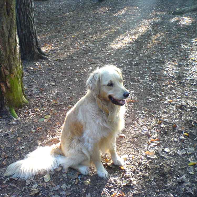 Krümel beim Morgenspaziergang