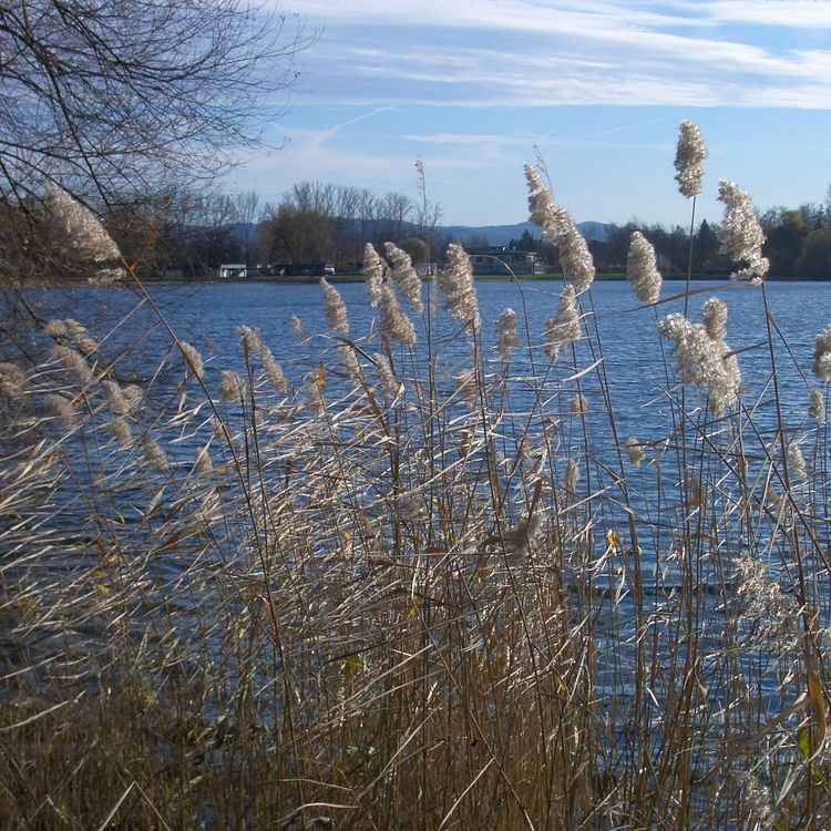 Schilf am See
