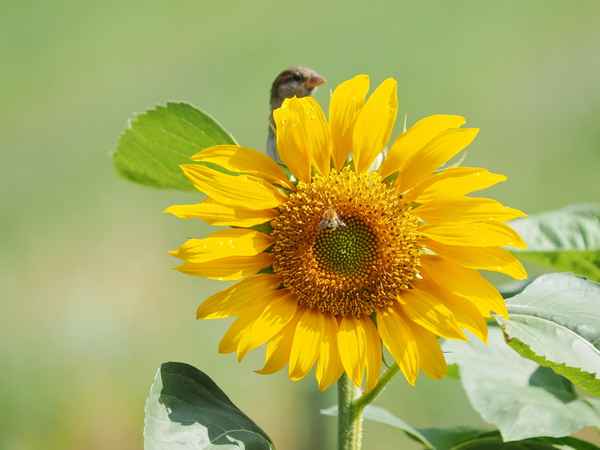 die freundliche hat besuch