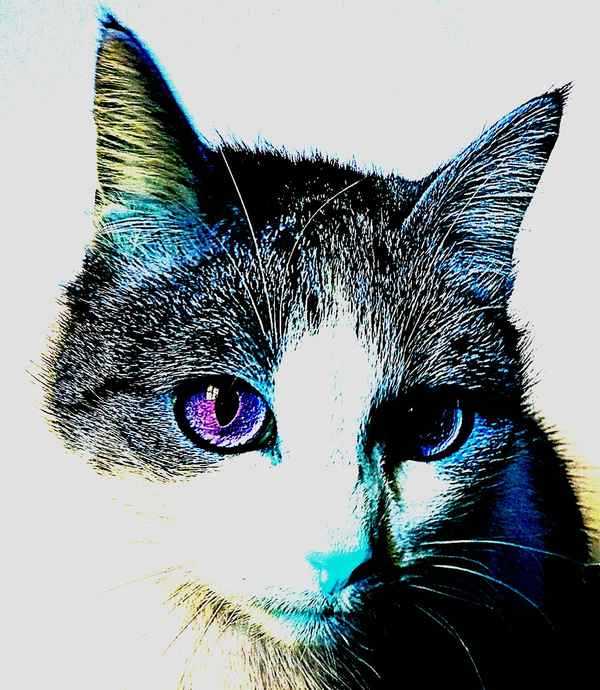 Maggie