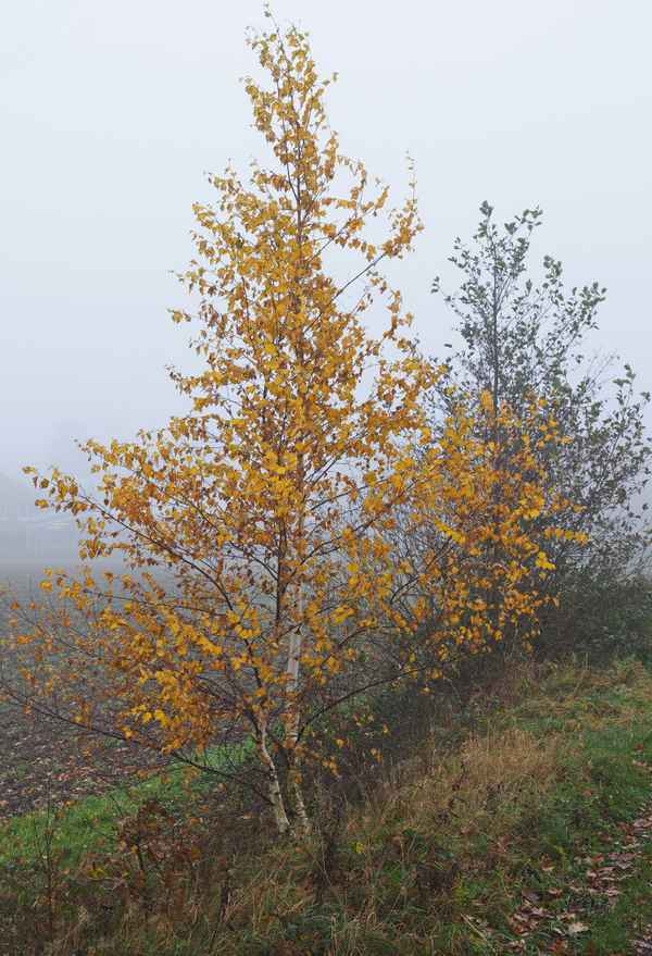 birke im herbstkleid