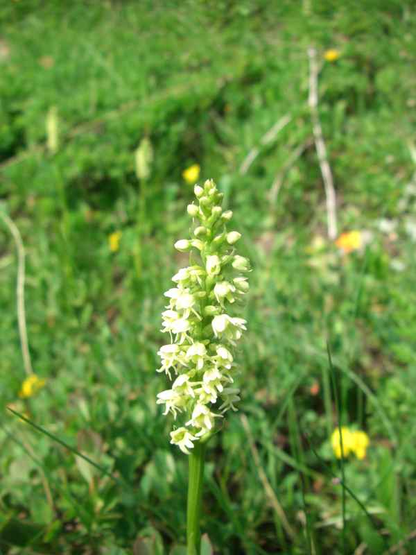 Blumen auf den Alpwiesen / 5