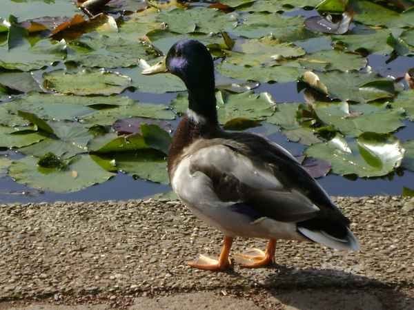 Die Ente am Teich