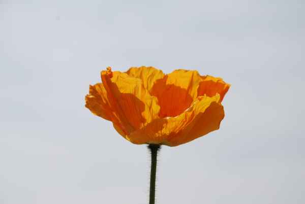 Mohnblume