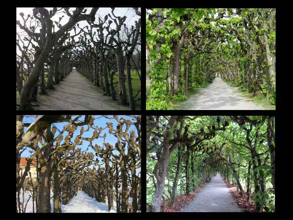 Laubengang im Laufe der Jahreszeiten!