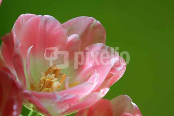 zartrosa Tulpen mit Blütenstempel