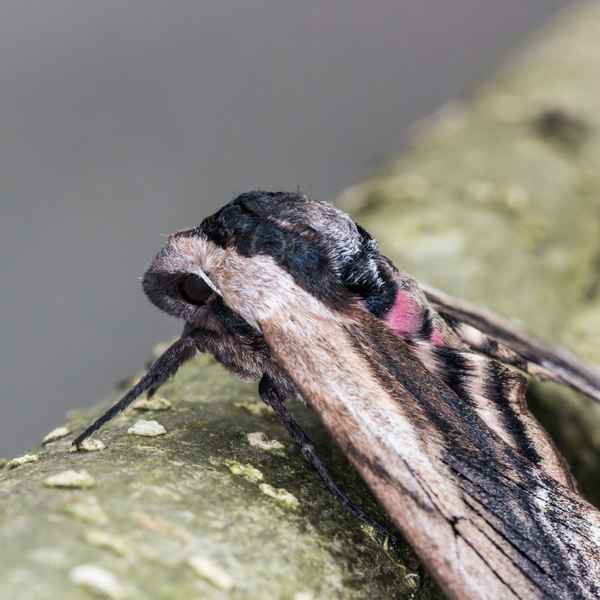 Ligusterschwärmer (4)