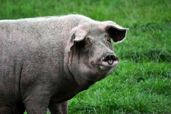 Schwein sein