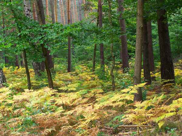 Herbstwald 7