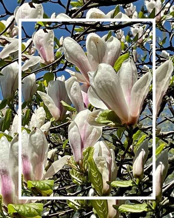 Magnolien