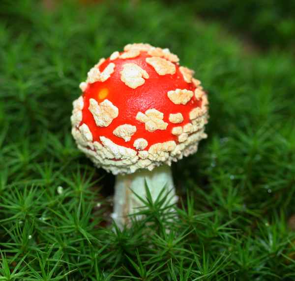 Amanita Muscaria - Der Fliegenpilz