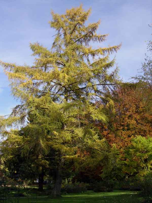 Herbst-Lärche
