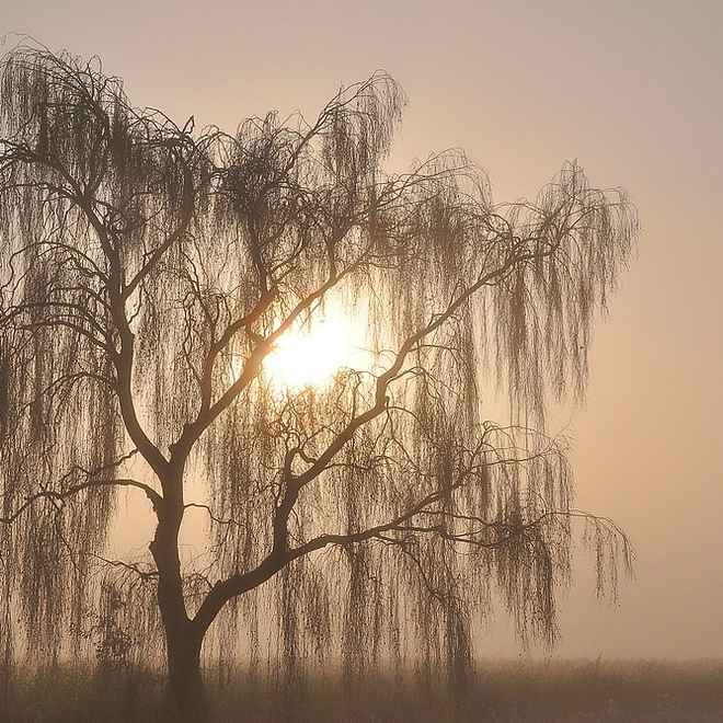 Trauerbirke im Gegenlicht