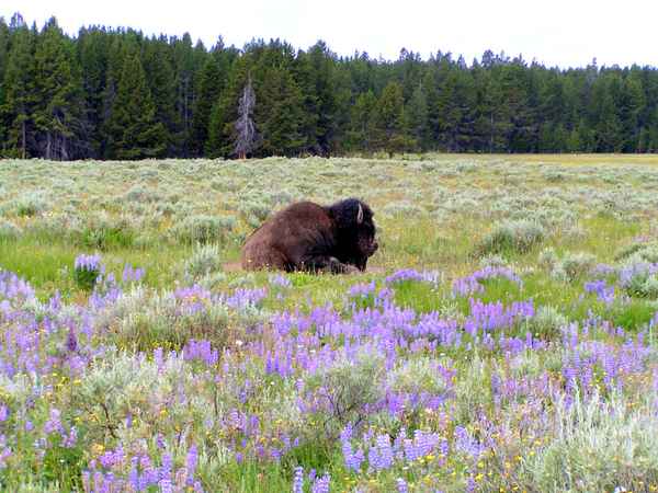 Bison 2