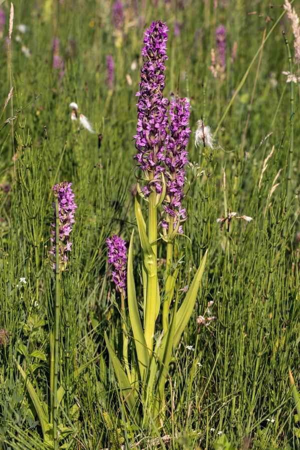 Fleischfarbenes Knabenkraut