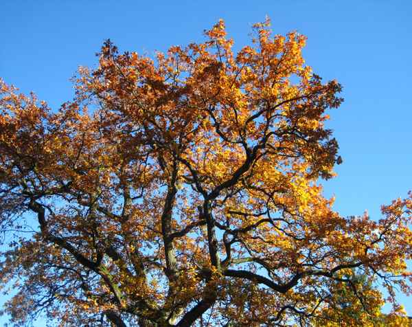 Eiche leuchtet golden im Herbstlicht
