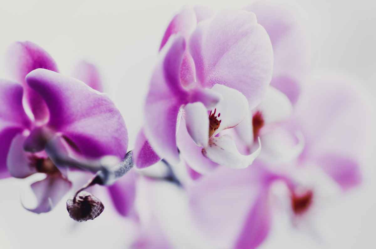 orchidee 2