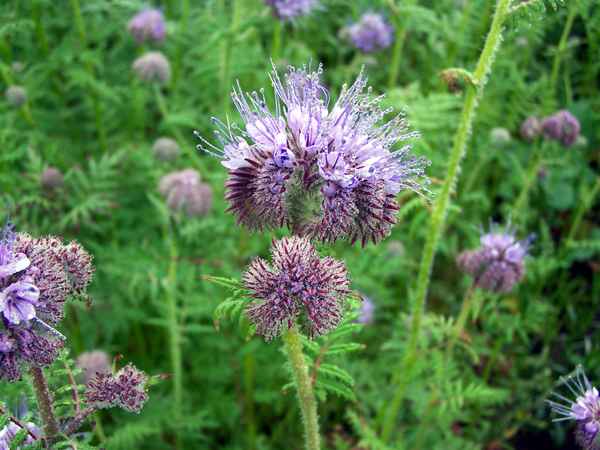 Die Farbe Lila 3