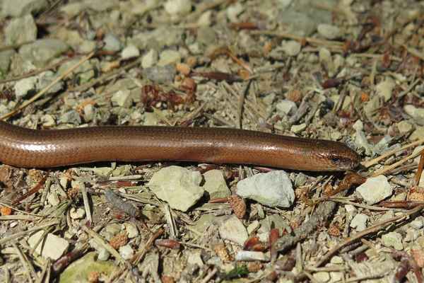 Harmloses Reptil: Blindschleiche