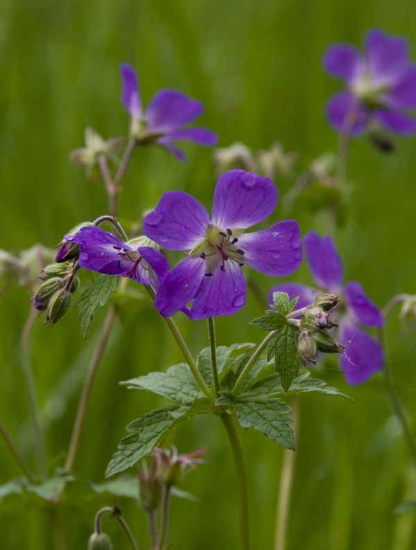 Frühling auf der Wiese
