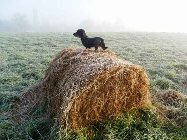 Dackelwelpe auf Abenteuerkurs