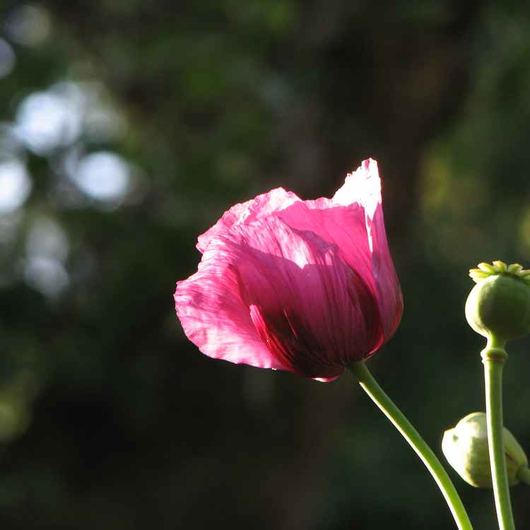 Mohnblüte