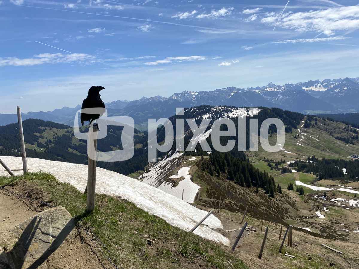 Kohlrabe auf dem Gipfel des Riedberger Horns im Oberallgäu / Foto: Alexander Hauk