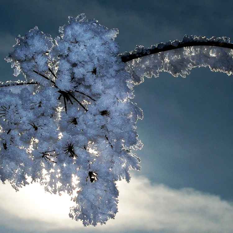 Winterblüte