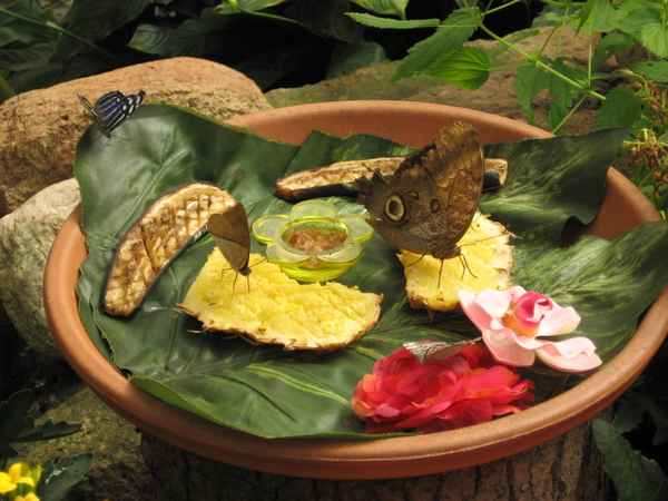 Schmetterling_1824