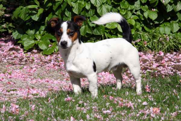 Unser Jack Russell