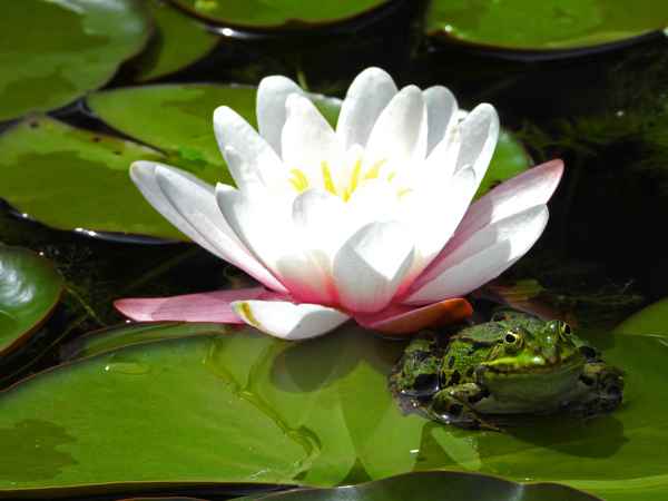 Frosch mit Seerose